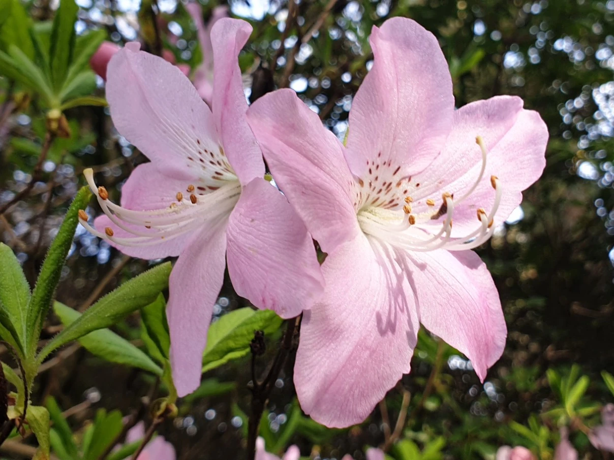 R. schlippenbachii